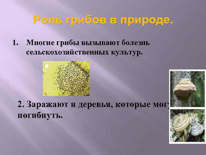Роль грибов в природе. 1. Многие грибы вызывают болезнь сельскохозяйственных культур. 2. Заражают и