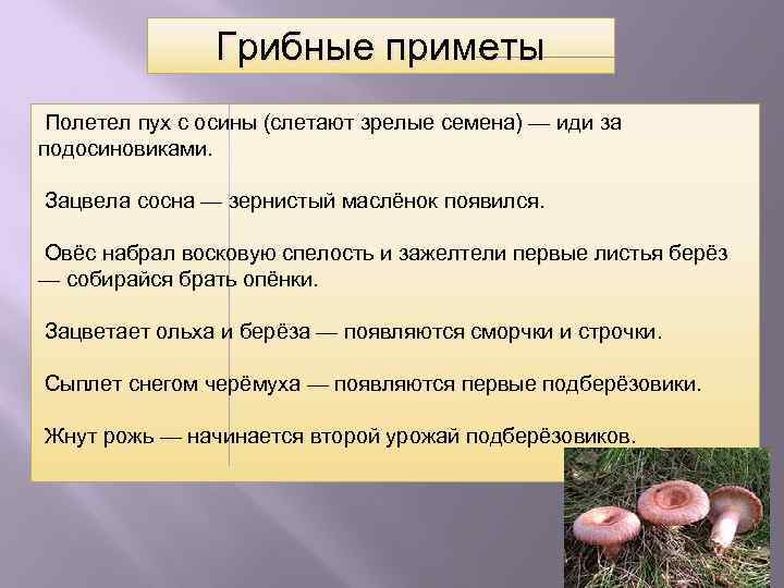Грибные приметы Полетел пух с осины (слетают зрелые семена) — иди за подосиновиками. Зацвела