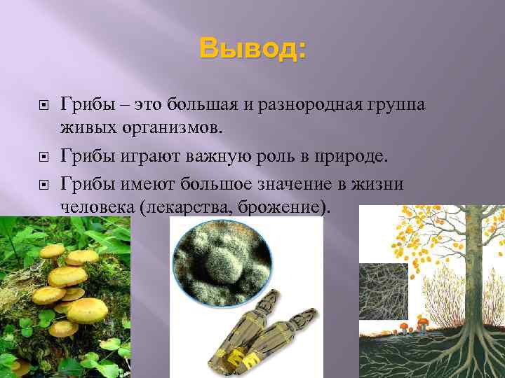 Вывод: Грибы – это большая и разнородная группа живых организмов. Грибы играют важную роль