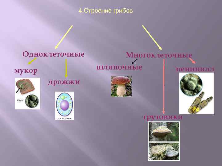  4. Строение грибов Одноклеточные Многоклеточные шляпочные мукор пеницилл дрожжи трутовики 