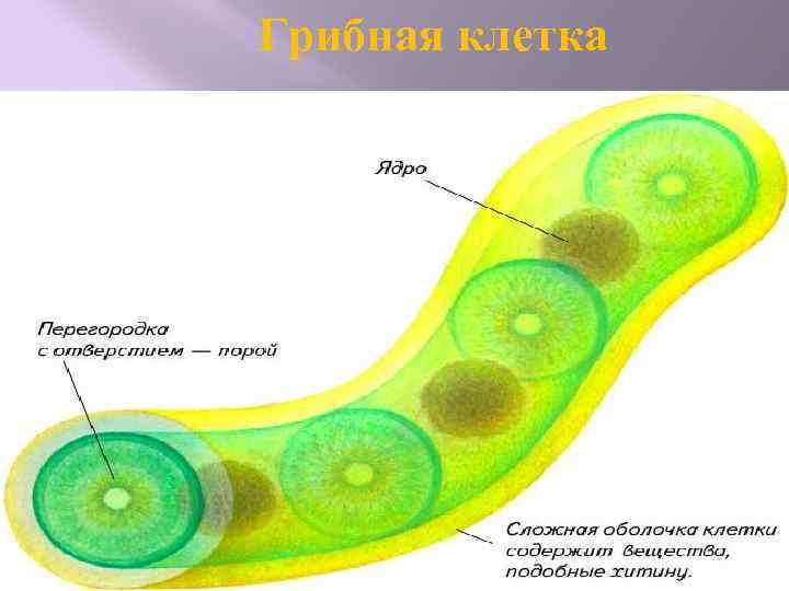 Грибная клетка 