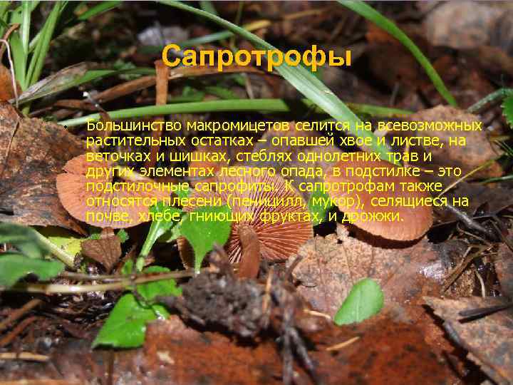 Сапротрофы • Большинство макромицетов селится на всевозможных растительных остатках – опавшей хвое и листве,