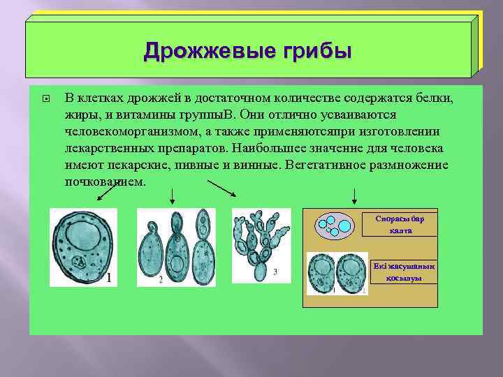 Дрожжевые грибы В клетках дрожжей в достаточном количестве содержатся белки, жиры, и витамины группы.