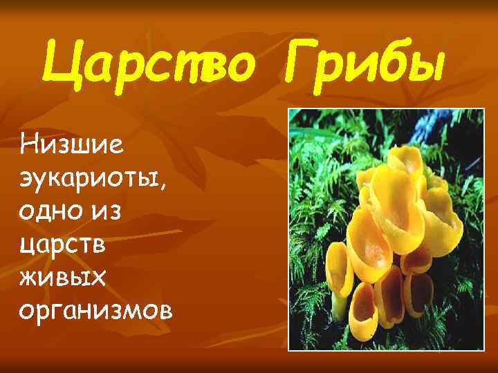 Презентация на тему царство. Царство эукариот грибы. Царство грибы высшие. Царство грибов низшие. Царство грибы низшие грибы высшие грибы.