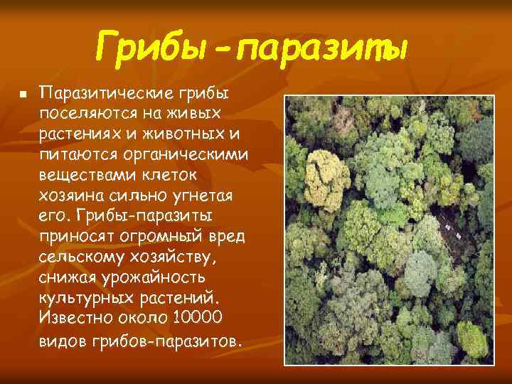 Грибы-паразиты n Паразитические грибы поселяются на живых растениях и животных и питаются органическими веществами