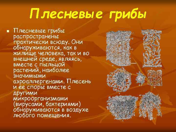 Плесневые грибы n Плесневые грибы распространены практически всюду. Они обнаруживаются, как в жилище человека,