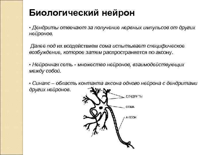 Биологический нейрон • Дендриты отвечают за получение нервных импульсов от других нейронов. Далее под