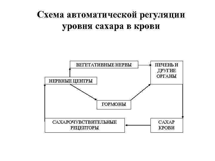 Схема автоматической регуляции уровня сахара в крови ВЕГЕТАТИВНЫЕ НЕРВЫ НЕРВНЫЕ ЦЕНТРЫ ПЕЧЕНЬ И ДРУГИЕ