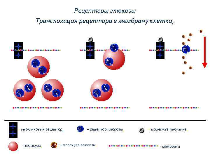 Рецепторы глюкозы Транслокация рецептора в мембрану клетки, – инсулиновый рецептор; – везикула; – рецептор