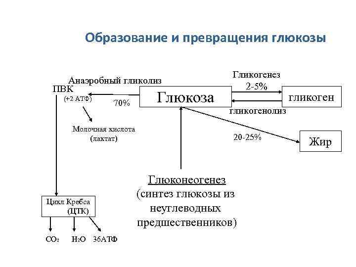 Образование и превращения глюкозы Анаэробный гликолиз ПВК (+2 АТФ) 70% Молочная кислота (лактат) Цикл
