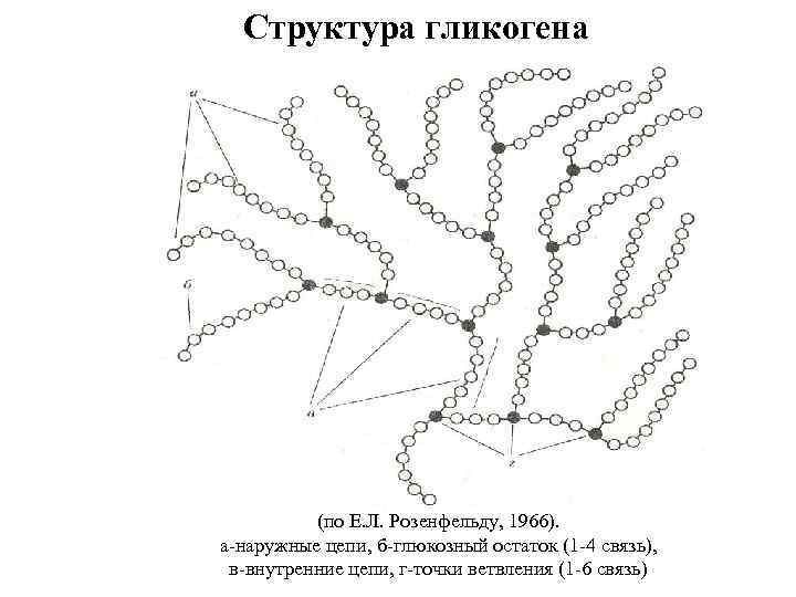 Структура гликогена (по Е. Л. Розенфельду, 1966). а-наружные цепи, б-глюкозный остаток (1 -4 связь),