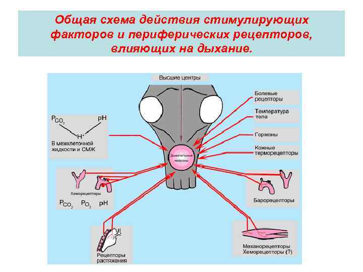 Общая схема действия стимулирующих факторов и периферических рецепторов, влияющих на дыхание. 