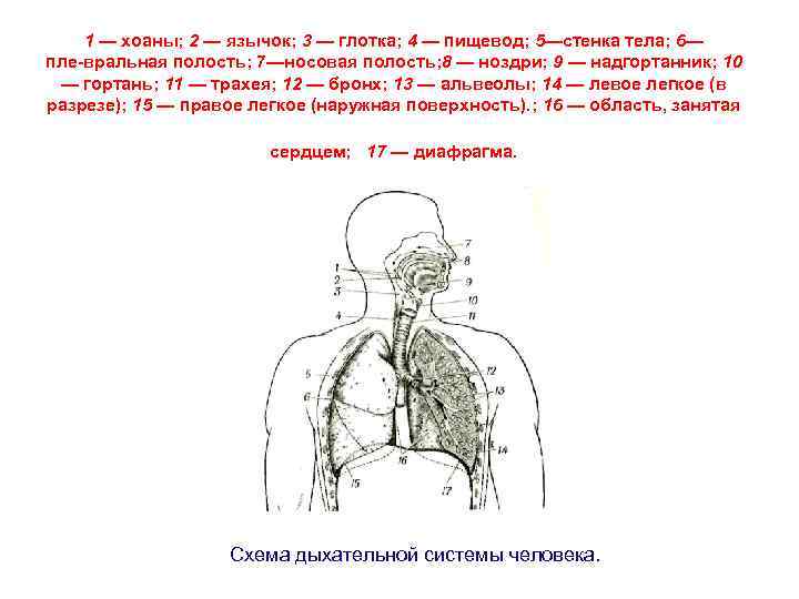 1 — хоаны; 2 — язычок; 3 — глотка; 4 — пищевод; 5—стенка тела;