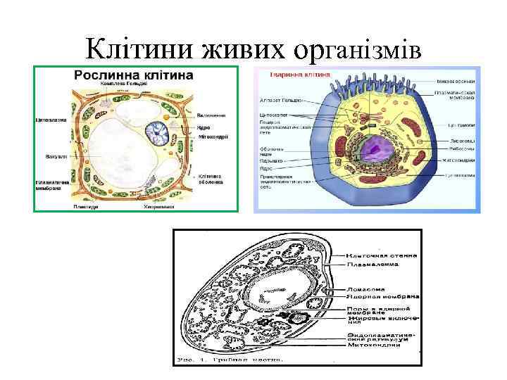 Клітини живих організмів 