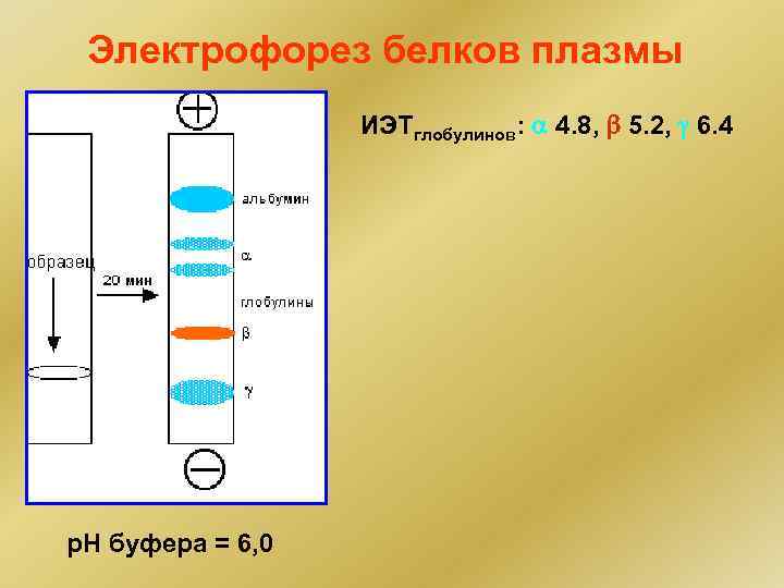 Электрофорез белков плазмы ИЭТглобулинов: 4. 8, 5. 2, 6. 4 р. Н буфера =