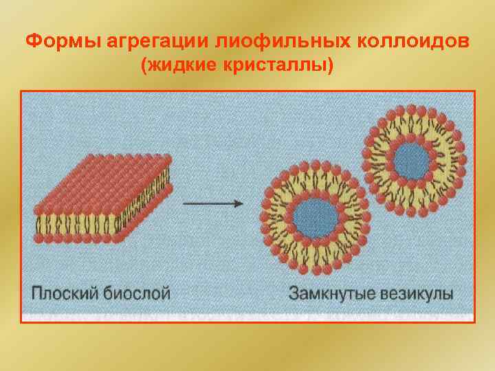 Формы агрегации лиофильных коллоидов (жидкие кристаллы) 
