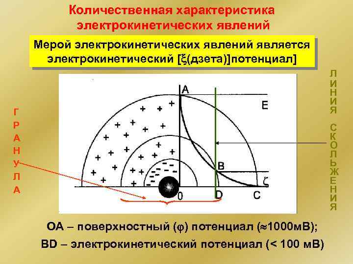 Количественная характеристика электрокинетических явлений Мерой электрокинетических явлений является электрокинетический [ (дзета)]потенциал] Л И Н