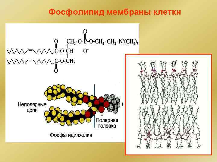 Фосфолипид мембраны клетки 