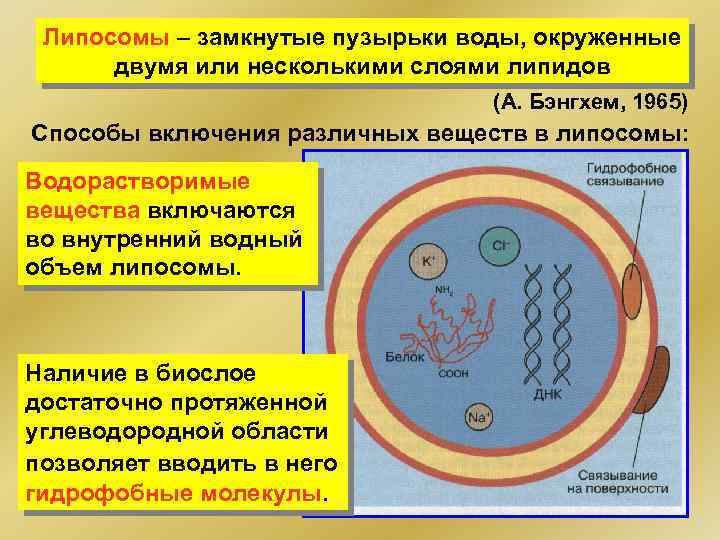 Липосомы – замкнутые пузырьки воды, окруженные двумя или несколькими слоями липидов (А. Бэнгхем, 1965)