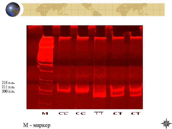 216 п. н. 211 п. н. 200 п. н. 216 п. н. 194 п.