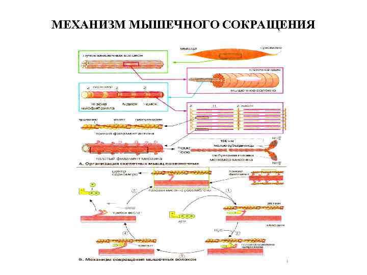МЕХАНИЗМ МЫШЕЧНОГО СОКРАЩЕНИЯ 