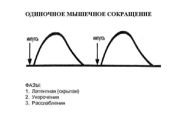 ОДИНОЧНОЕ МЫШЕЧНОЕ СОКРАЩЕНИЕ ФАЗЫ: 1. Латентная (скрытая) 2. Укорочения 3. Расслабления 