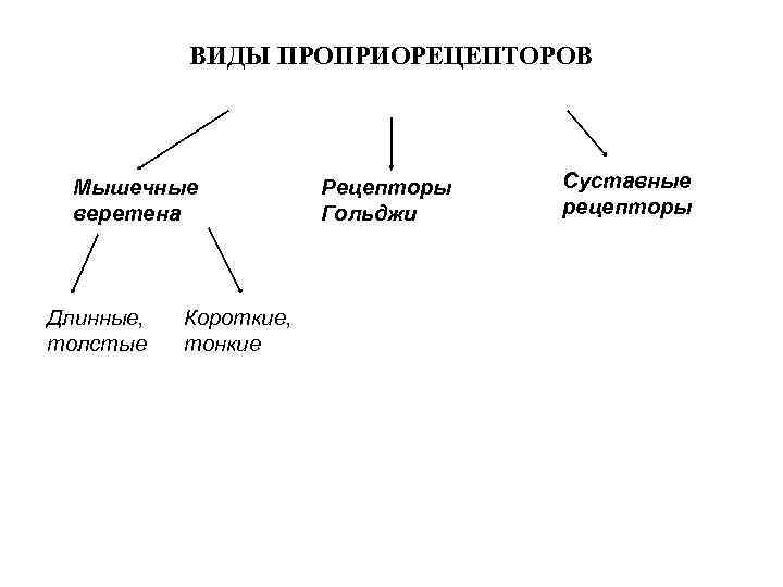 ВИДЫ ПРОПРИОРЕЦЕПТОРОВ Мышечные веретена Длинные, толстые Короткие, тонкие Рецепторы Гольджи Суставные рецепторы 