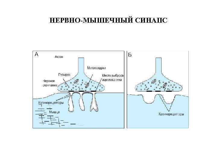 НЕРВНО-МЫШЕЧНЫЙ СИНАПС 