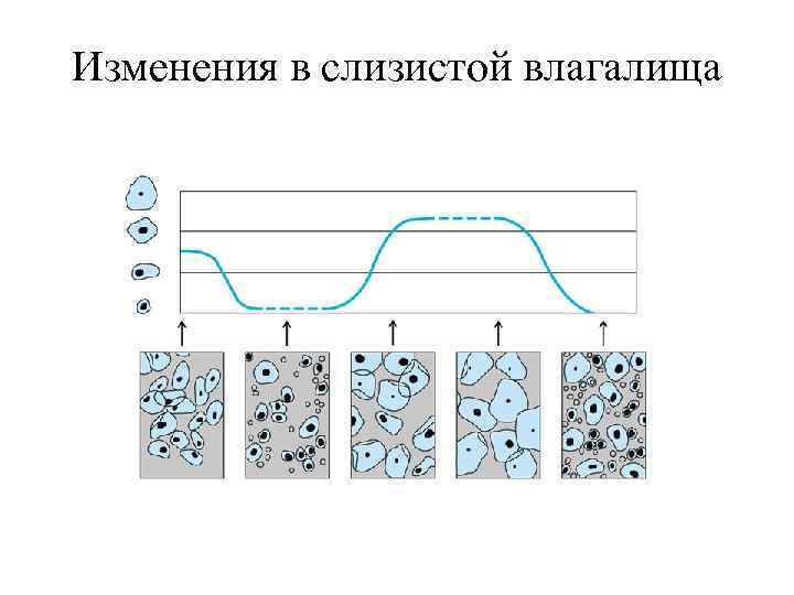 Изменения в слизистой влагалища 