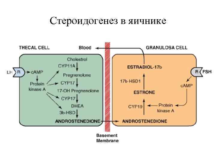 Стероидогенез схема с ферментами