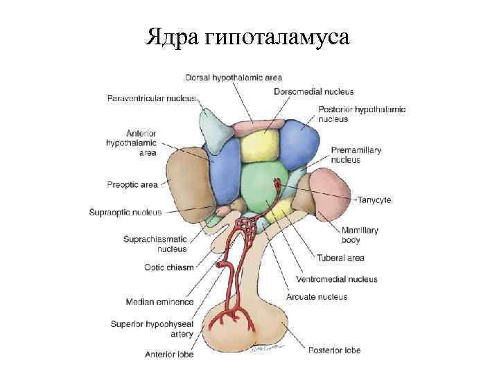 Гипоталамус где расположен фото