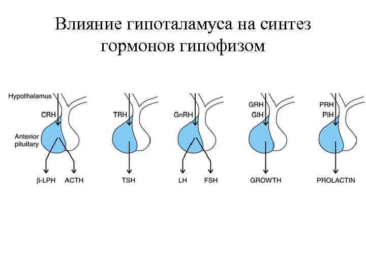 Влияние гипоталамуса на синтез гормонов гипофизом 