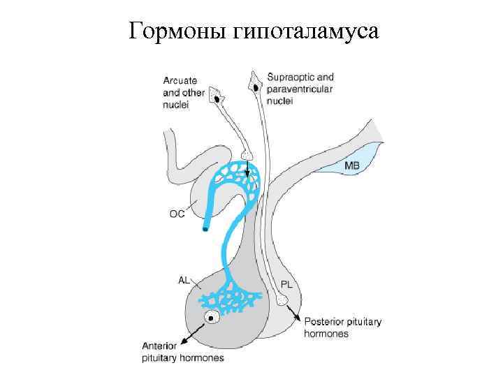 Гормоны гипоталамуса 