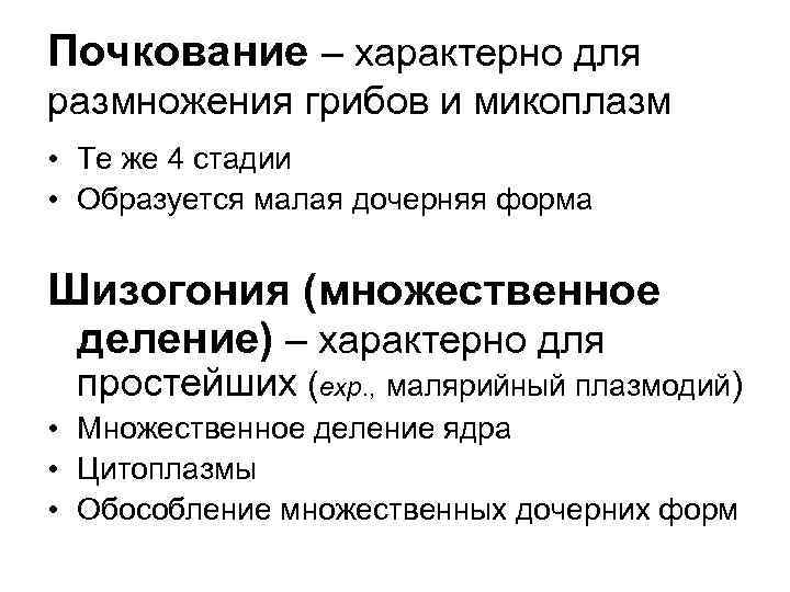 Почкование – характерно для размножения грибов и микоплазм • Те же 4 стадии •