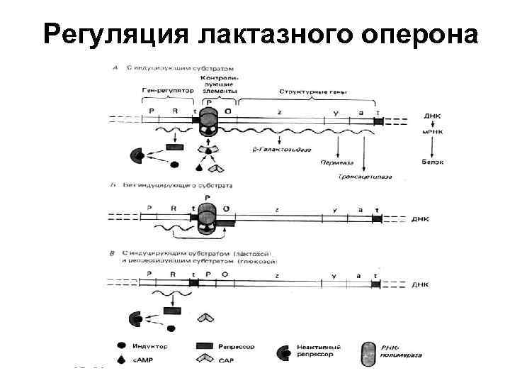 Регуляция лактазного оперона 