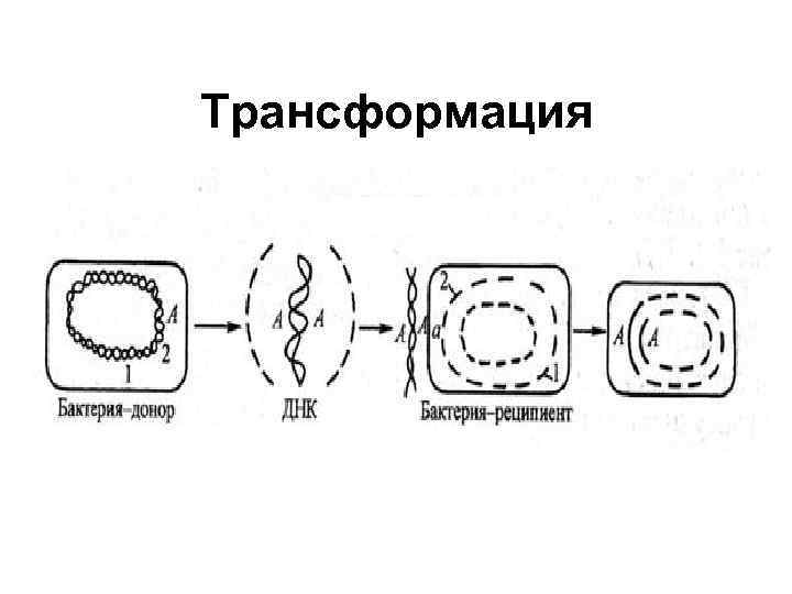 Размножение бактерий происходит по определенному плану выявите эту закономерность и распределите