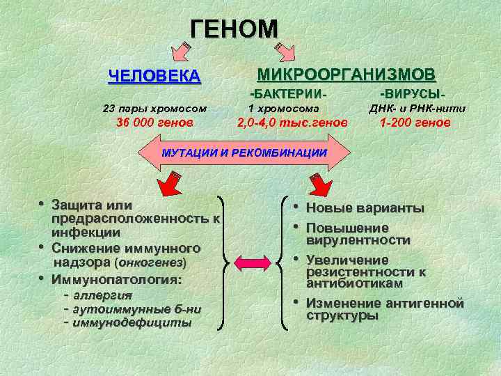 Генетическая карта микроорганизмов