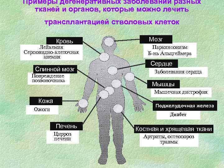 Повреждение генетического аппарата клетки приводит к