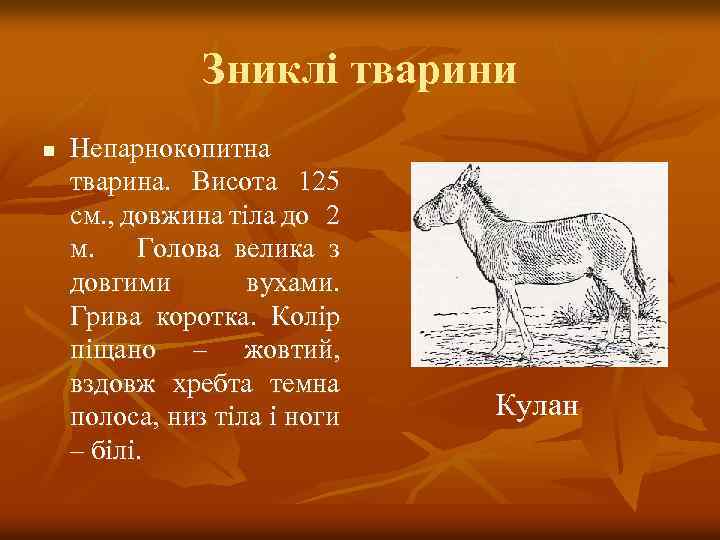 Зниклі тварини n Непарнокопитна тварина. Висота 125 см. , довжина тіла до 2 м.