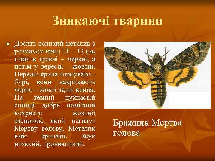 Зникаючі тварини n Досить великий метелик з розмахом крил 11 – 13 см, літає