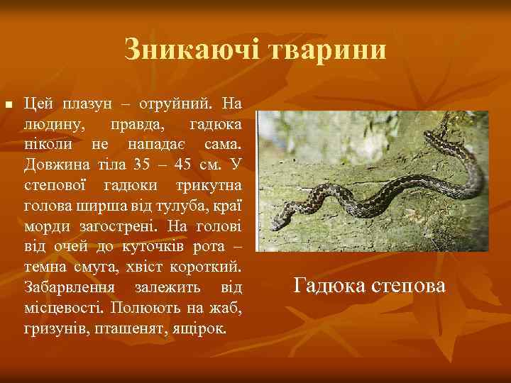 Зникаючі тварини n Цей плазун – отруйний. На людину, правда, гадюка ніколи не нападає