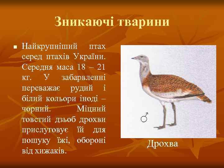 Зникаючі тварини n Найкрупніший птах серед птахів України. Середня маса 18 – 21 кг.