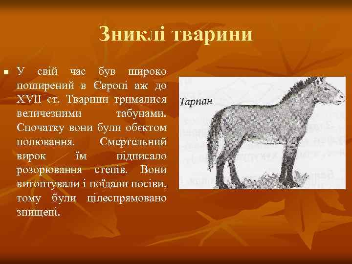 Зниклі тварини n У свій час був широко поширений в Європі аж до ХVІІ