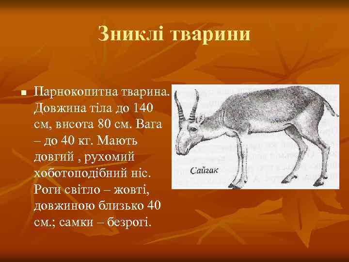 Зниклі тварини n Парнокопитна тварина. Довжина тіла до 140 см, висота 80 см. Вага