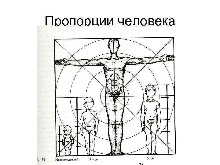 Пропорции человека 