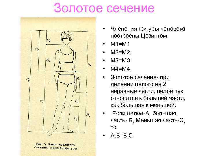 Золотое сечение • Членения фигуры человека построены Цезингом • М 1=М 1 • М