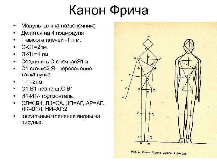 Канон Фрича • • • Модуль- длина позвоночника Делится на 4 подмодуля Г-высота плечей