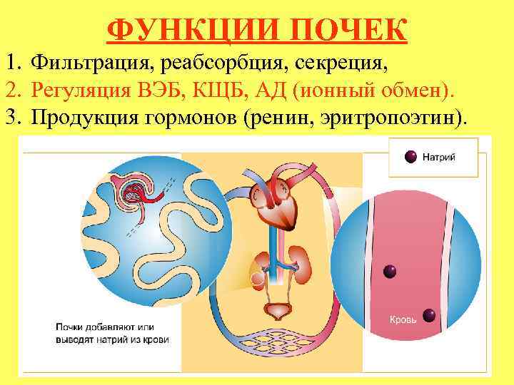 ФУНКЦИИ ПОЧЕК 1. Фильтрация, реабсорбция, секреция, 2. Регуляция ВЭБ, КЩБ, АД (ионный обмен). 3.