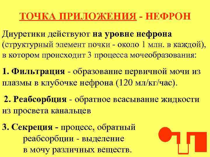 ТОЧКА ПРИЛОЖЕНИЯ - НЕФРОН Диуретики действуют на уровне нефрона (структурный элемент почки - около