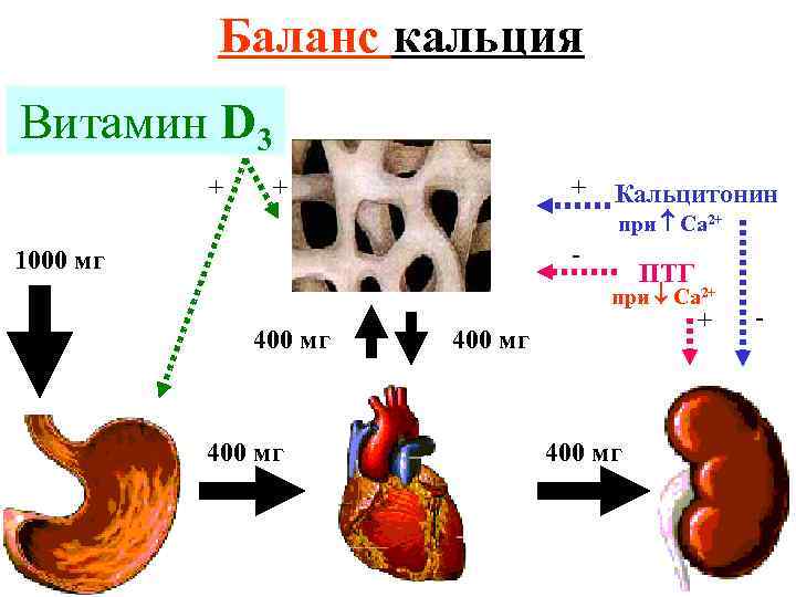 Баланс кальция Витамин D 3 + + + Кальцитонин при Са 2+ - 1000
